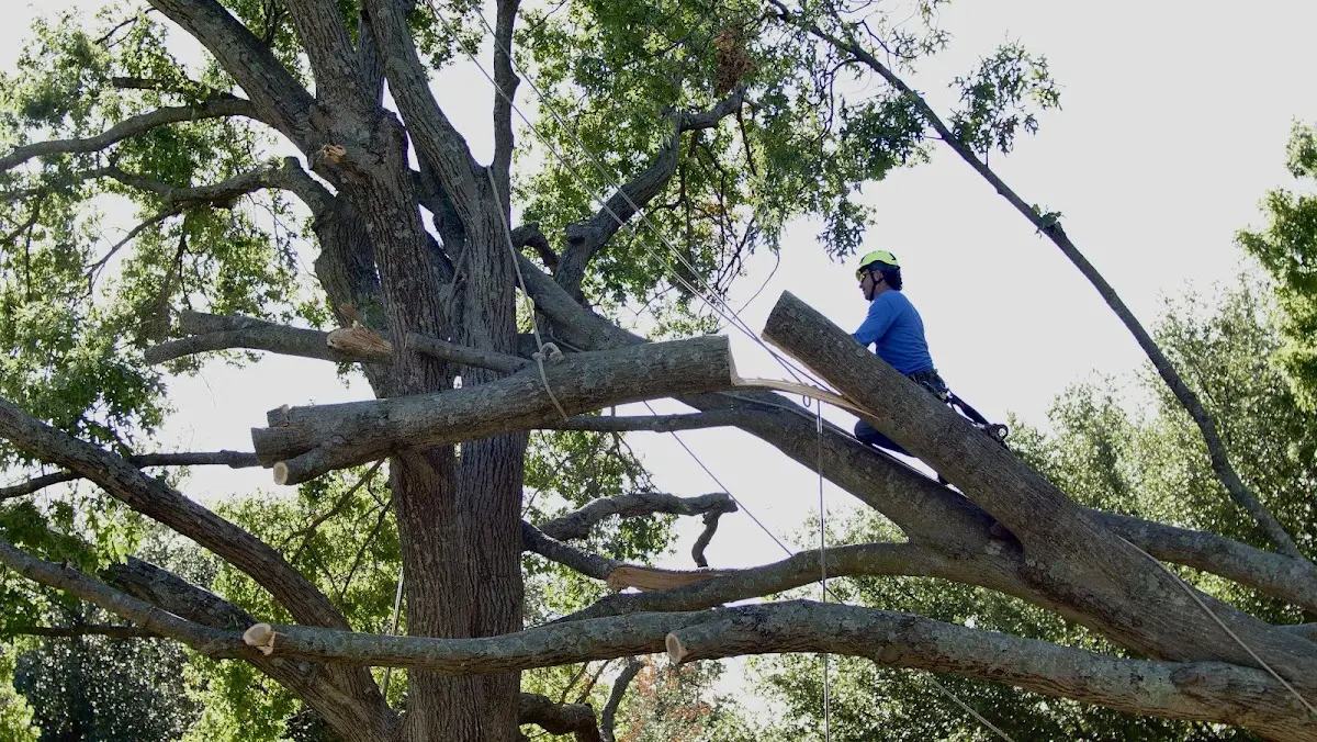 Professional Crown Thinning performed by certified arborists in Cherokee