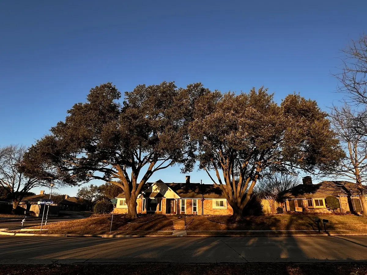Established residential canopy tree shading a home in Cherokee